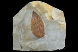 Fossil Hackberry (Celtis) Leaf - Montana #102280-1